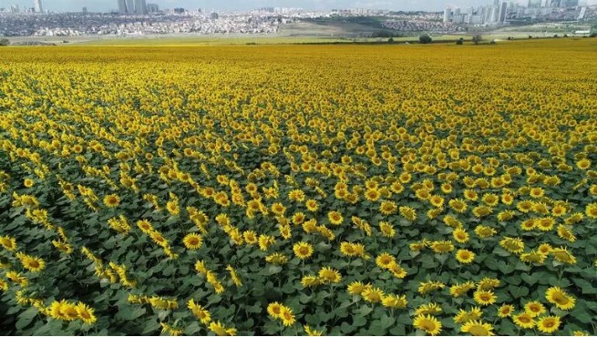 The two faces of Istanbul; skyscrapers on one side, endless fields of sunflowers on the other