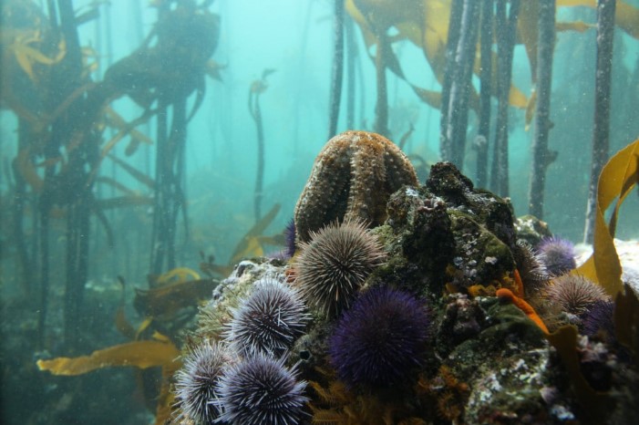 Sea urchins: endangered kelp forests