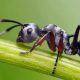 The research the world is talking about: Ants that can smell cancer